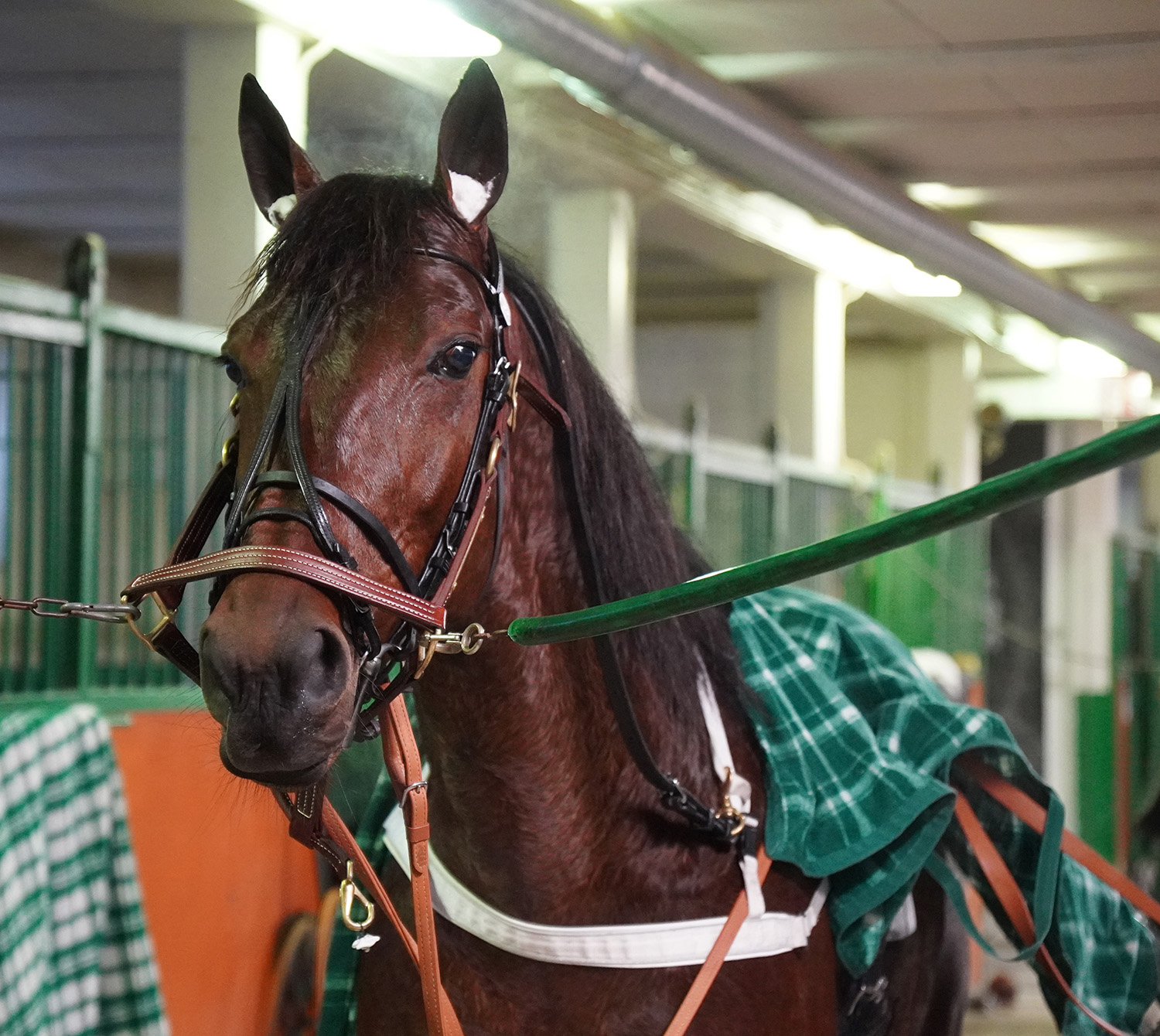 Great Ruler 260121-5